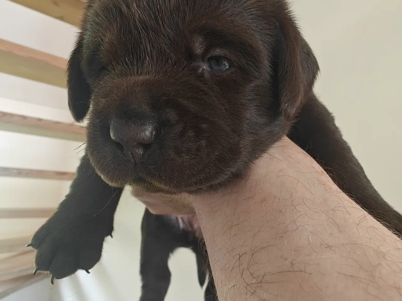 Billede 4 - Brun labrador hvalpe sælges 