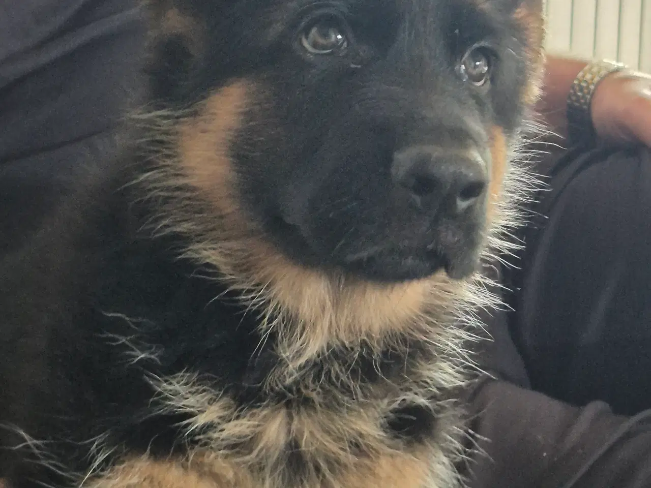 Billede 1 - Karats Jack og Joschi 