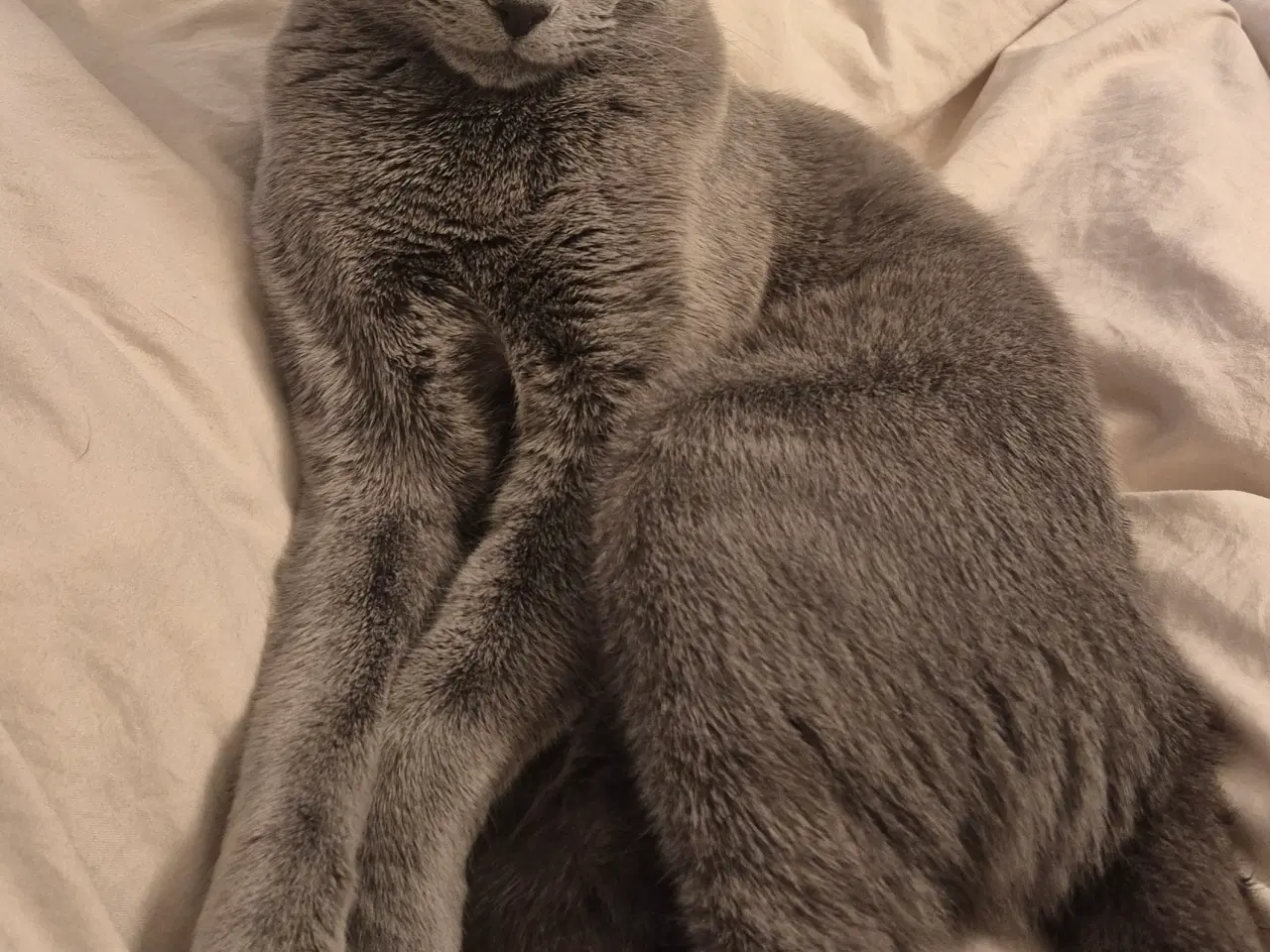 Billede 13 - Russian Blue hankat 