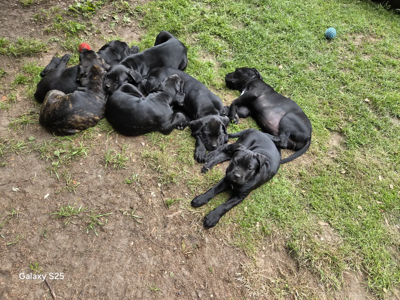 Billede 20 - CaneCorso hvalpe