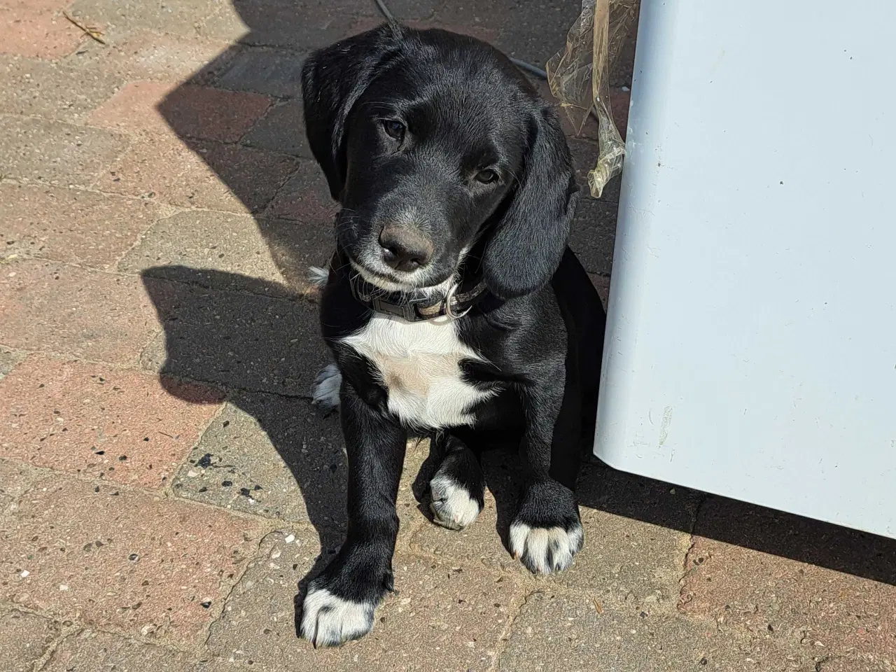 Billede 2 - Blandings hvalp labrador f1 springer