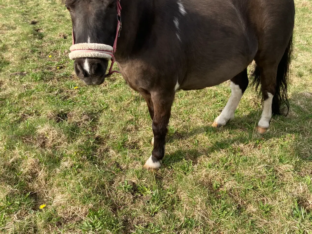 Billede 3 - Pony