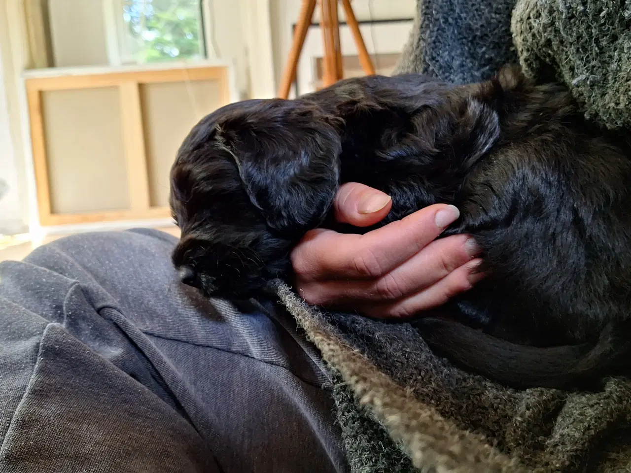 Billede 3 - Sorte Goldendoodle hvalpe