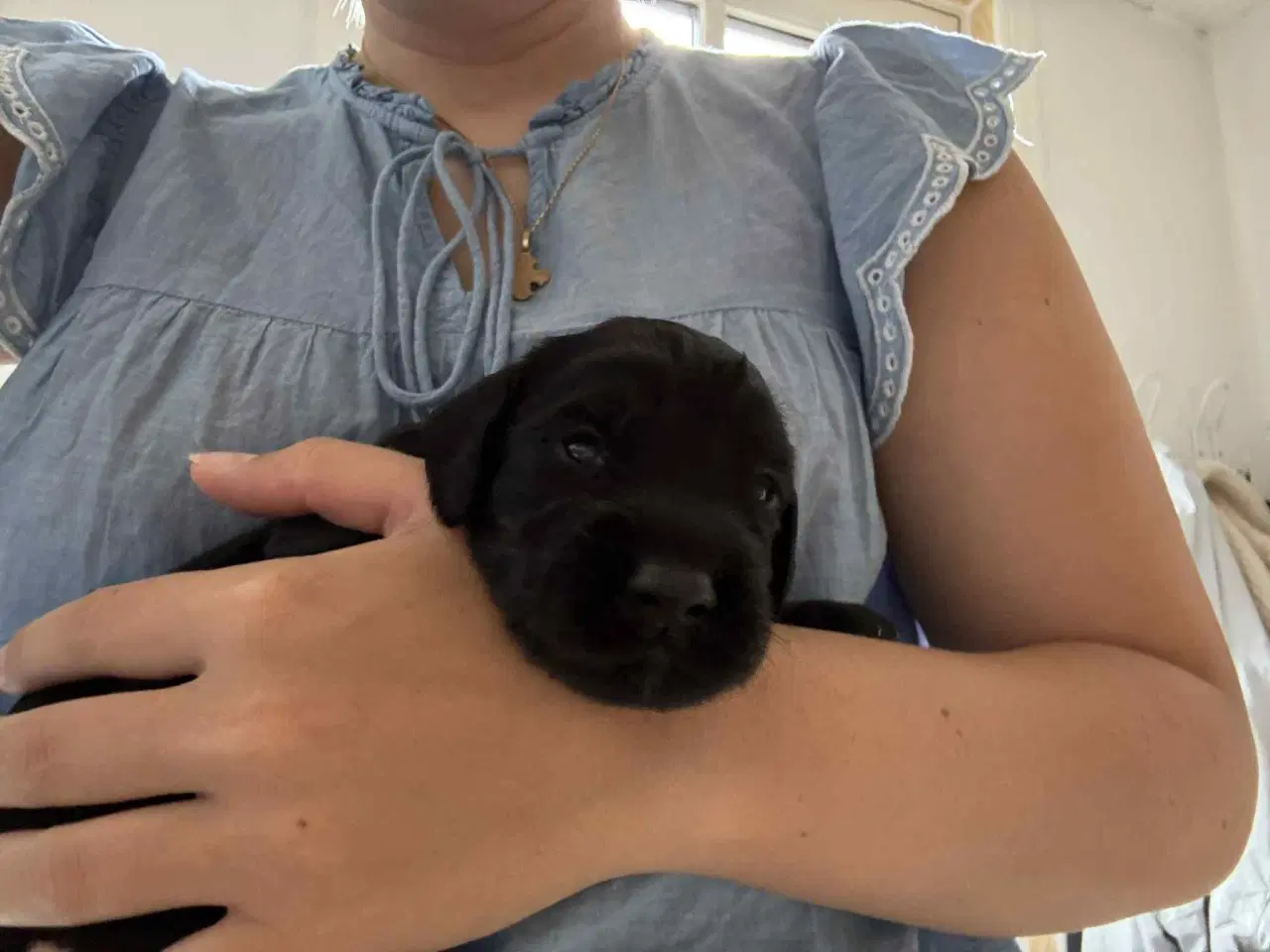 Billede 2 - Ft. Cocker spaniel hvalpe