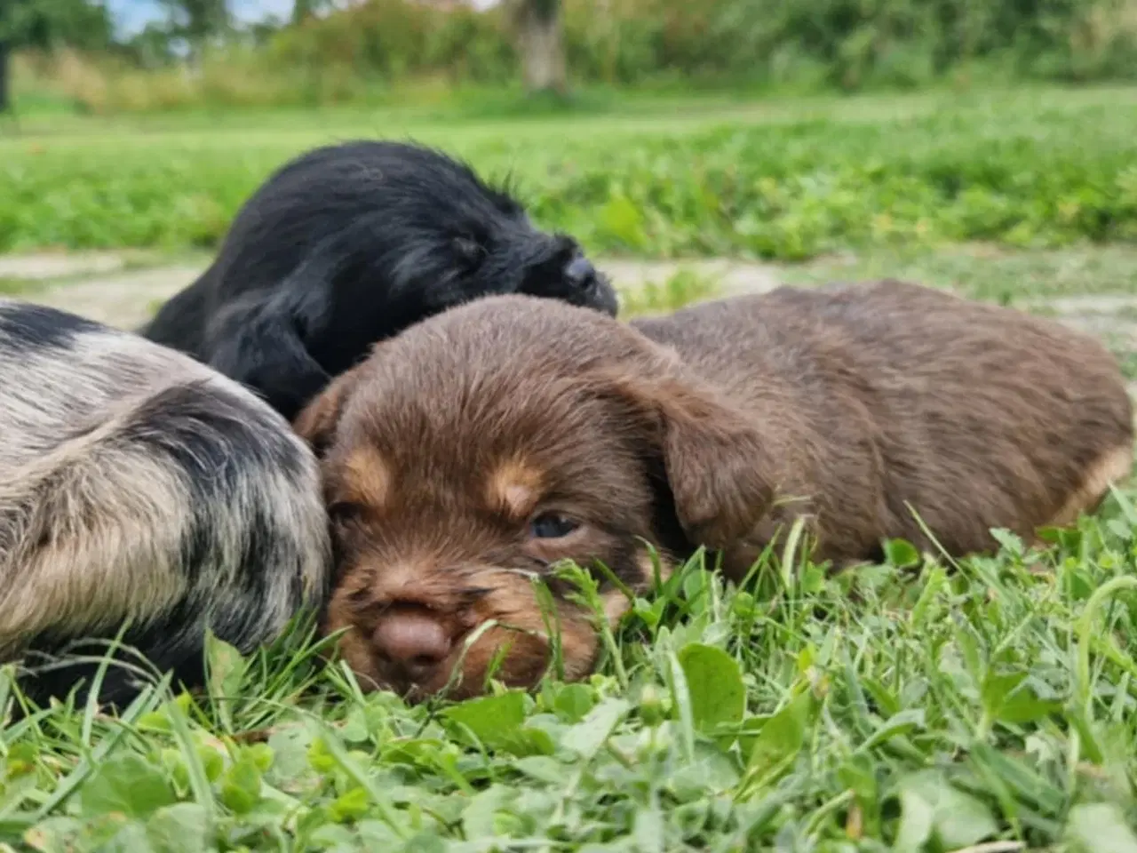 Billede 12 - Korthårede Froodel-hvalpe – robust familiehund 