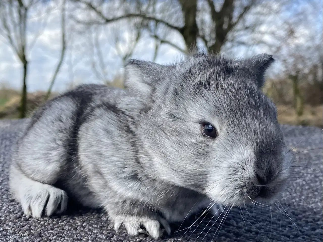 Billede 6 - FRANSK VÆDDER HAN CHINCHILLA