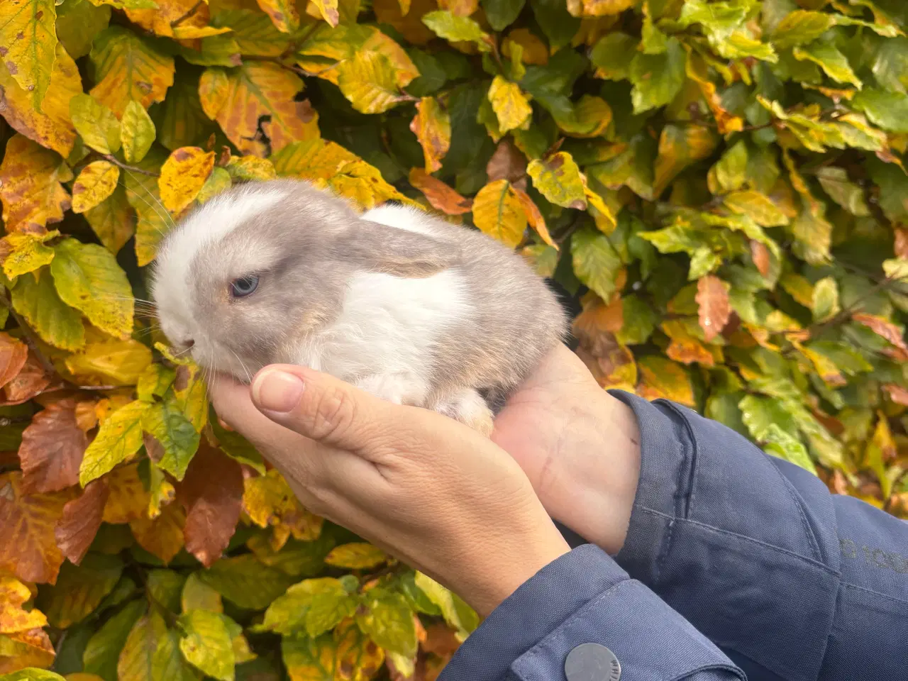 Billede 9 - Minilop kanin