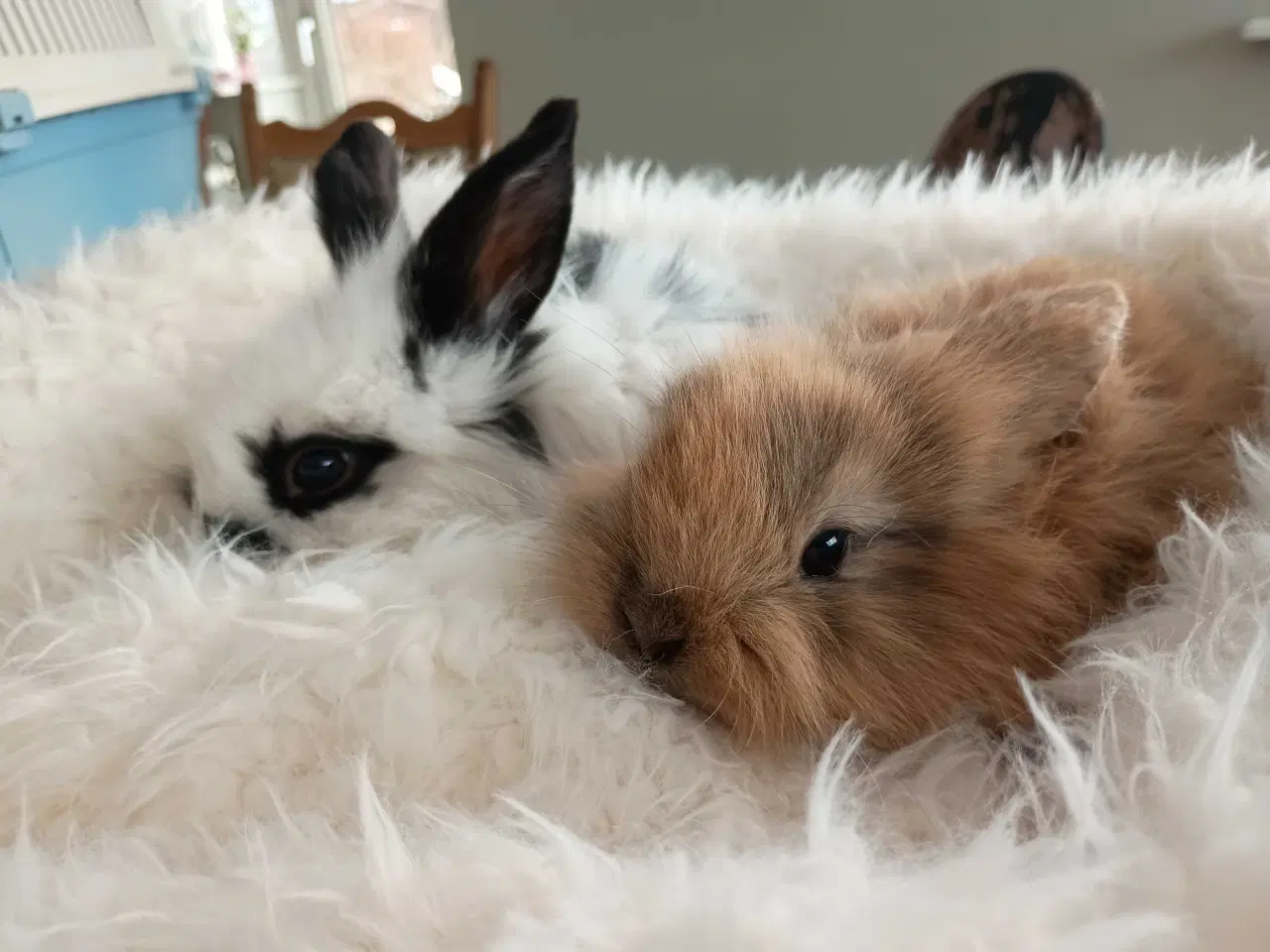 Billede 8 - Klar nu kanin unger