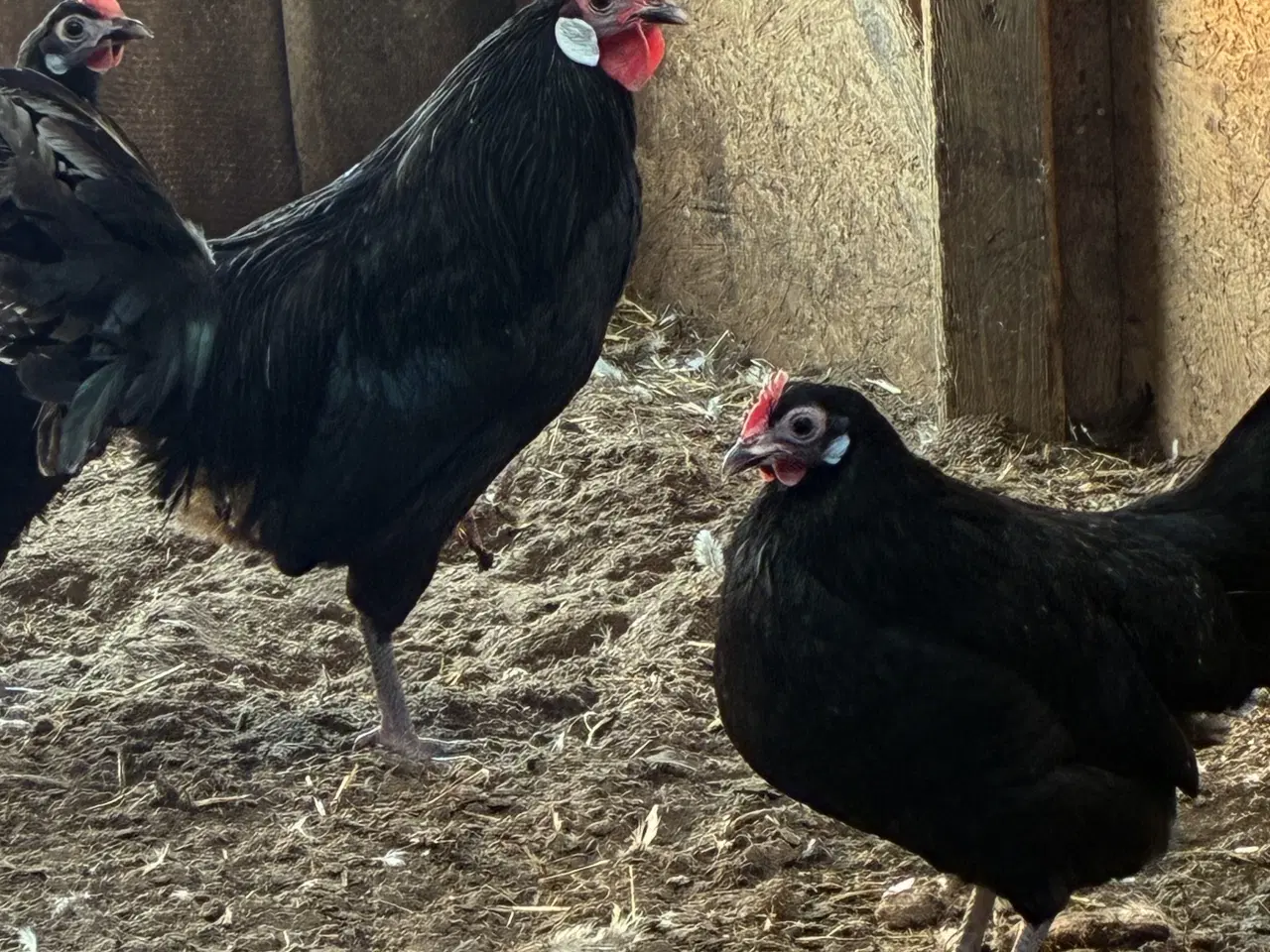 Billede 3 - Danske landhøns 