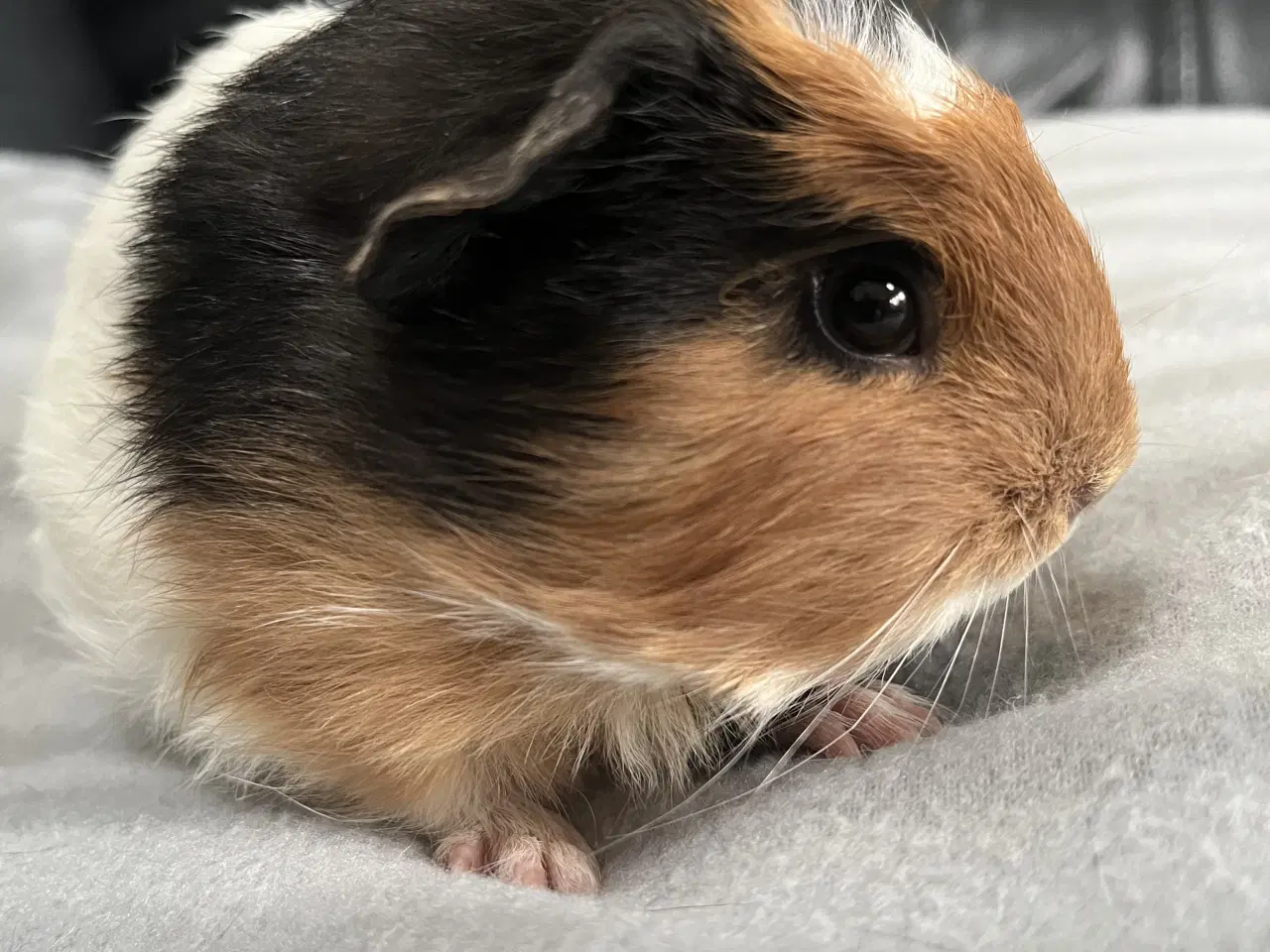 Billede 1 - Smuk marsvineunge, han