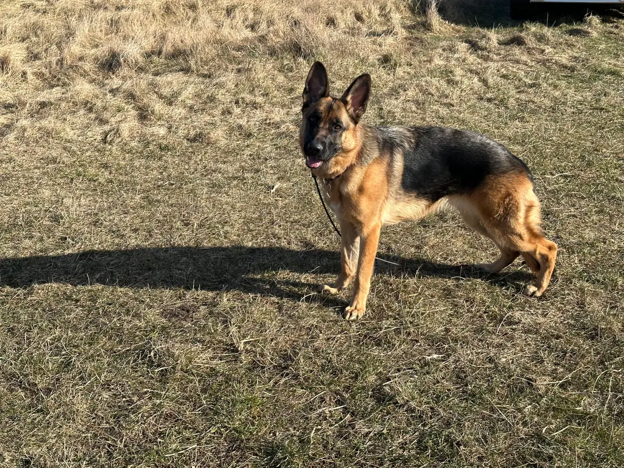 Billede 2 - Super skøn Schæferhund tæve 