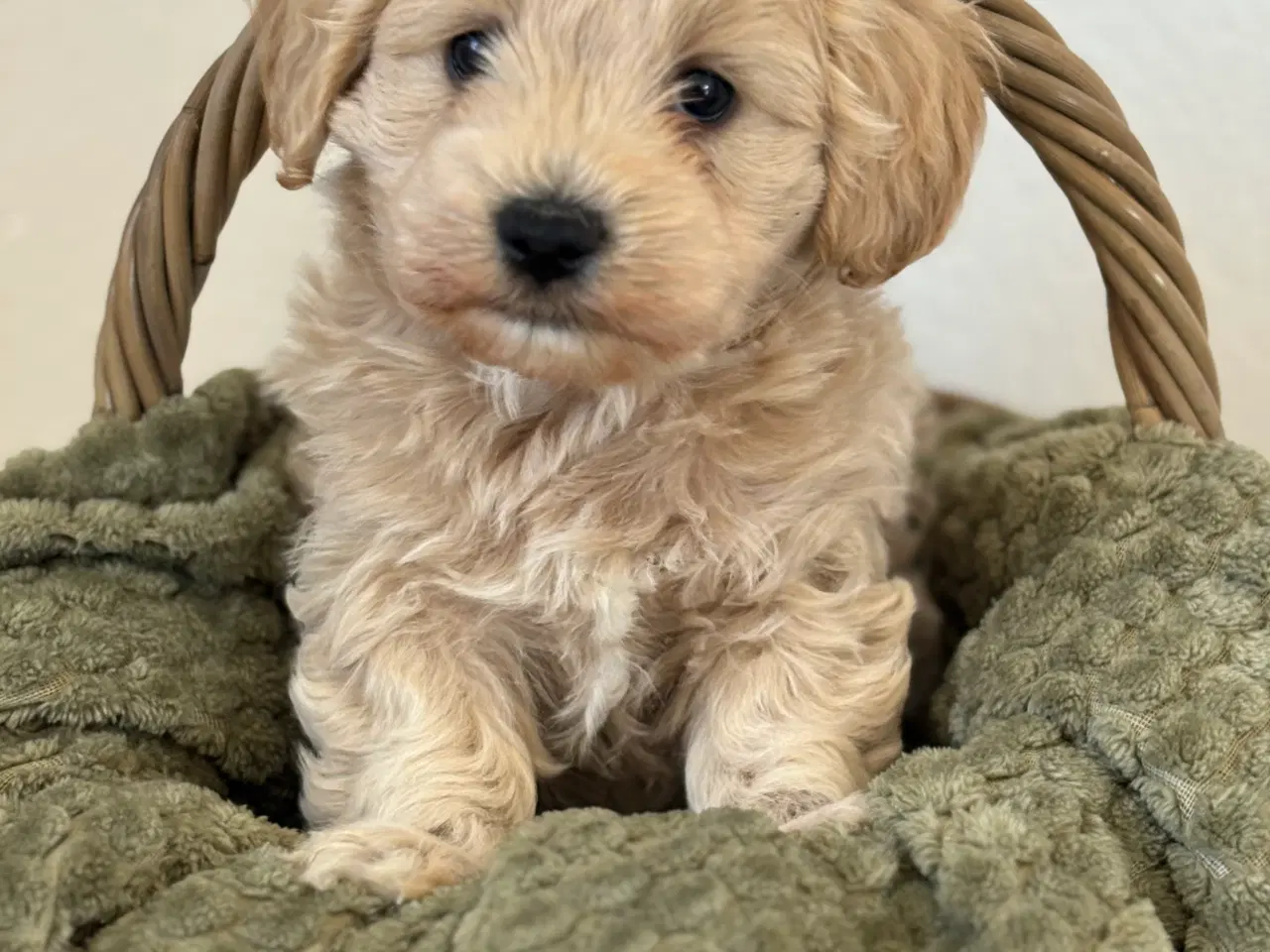 Billede 3 - ✨Skøn maltipoo han søger sit nye hjem✨