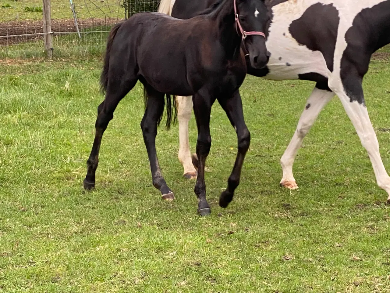 Billede 4 - Hingst plag