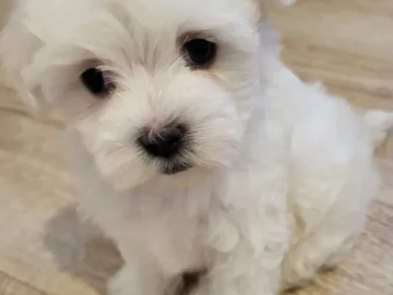 Billede 2 - Bichon hvalpe 