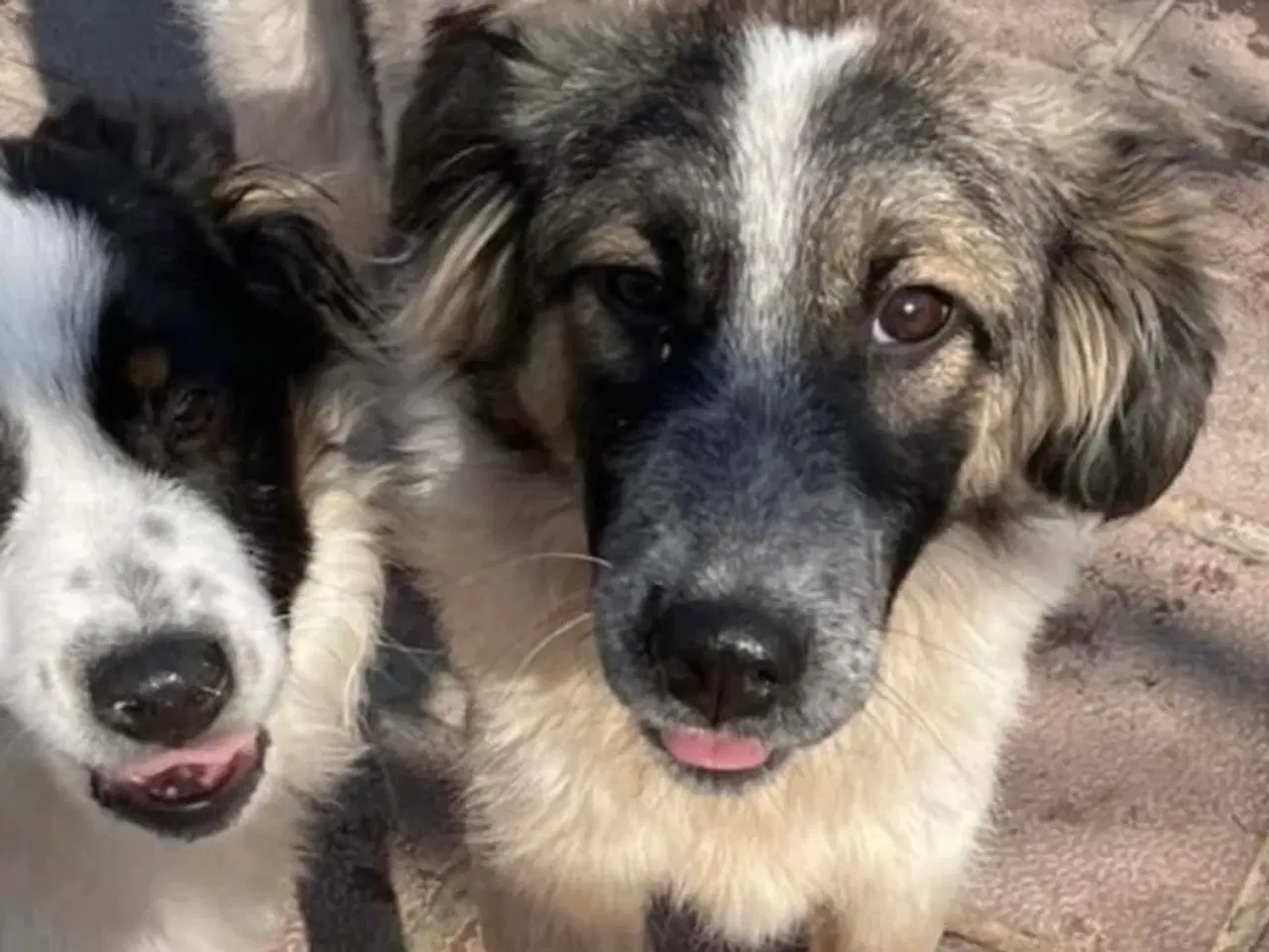 Billede 9 - Smukkeste Pepper søger familie 😍