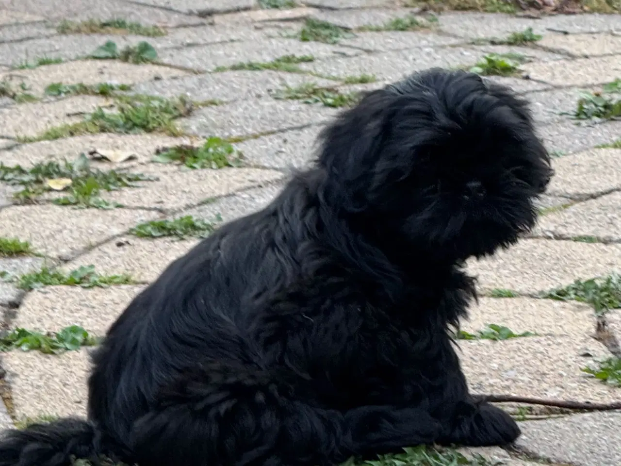 Billede 2 - Shih Tzu hvalp - Alfred 