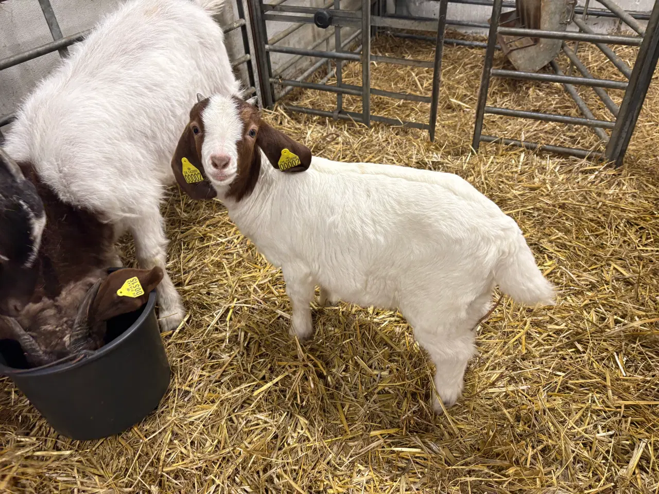 Billede 8 - Boer kid