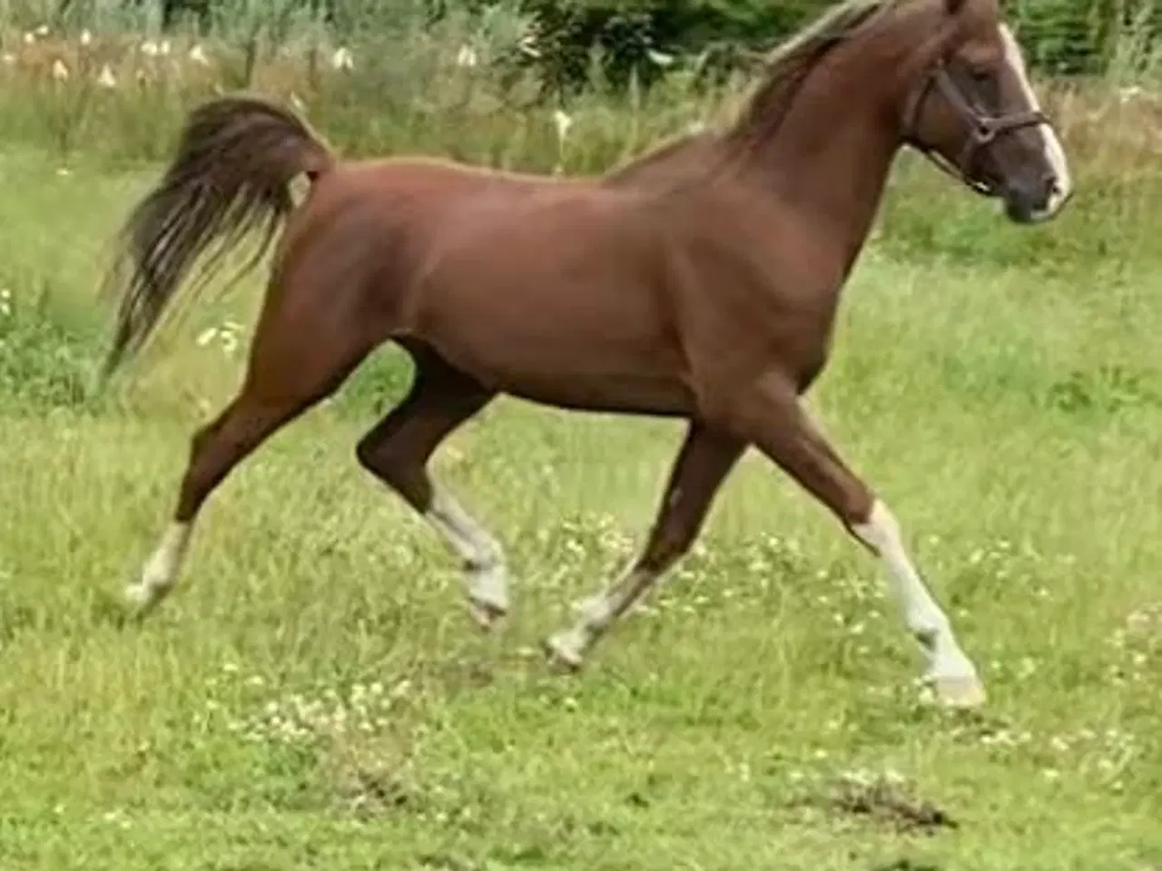 Billede 2 - OX Araber Hingst 