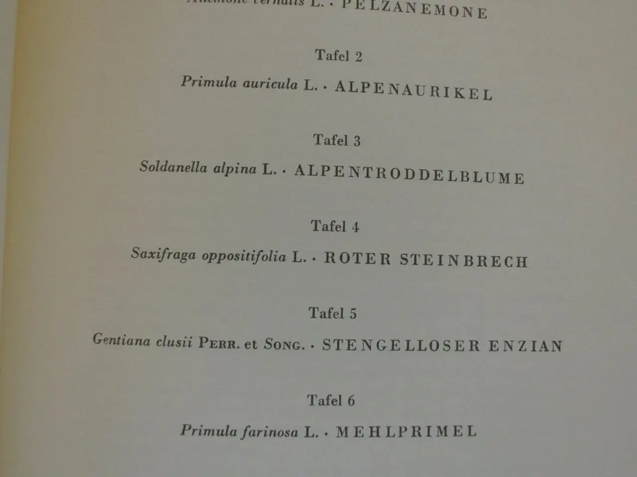 Billede 2 - liebenswertes meisenvolk + blütenwunder in den alp