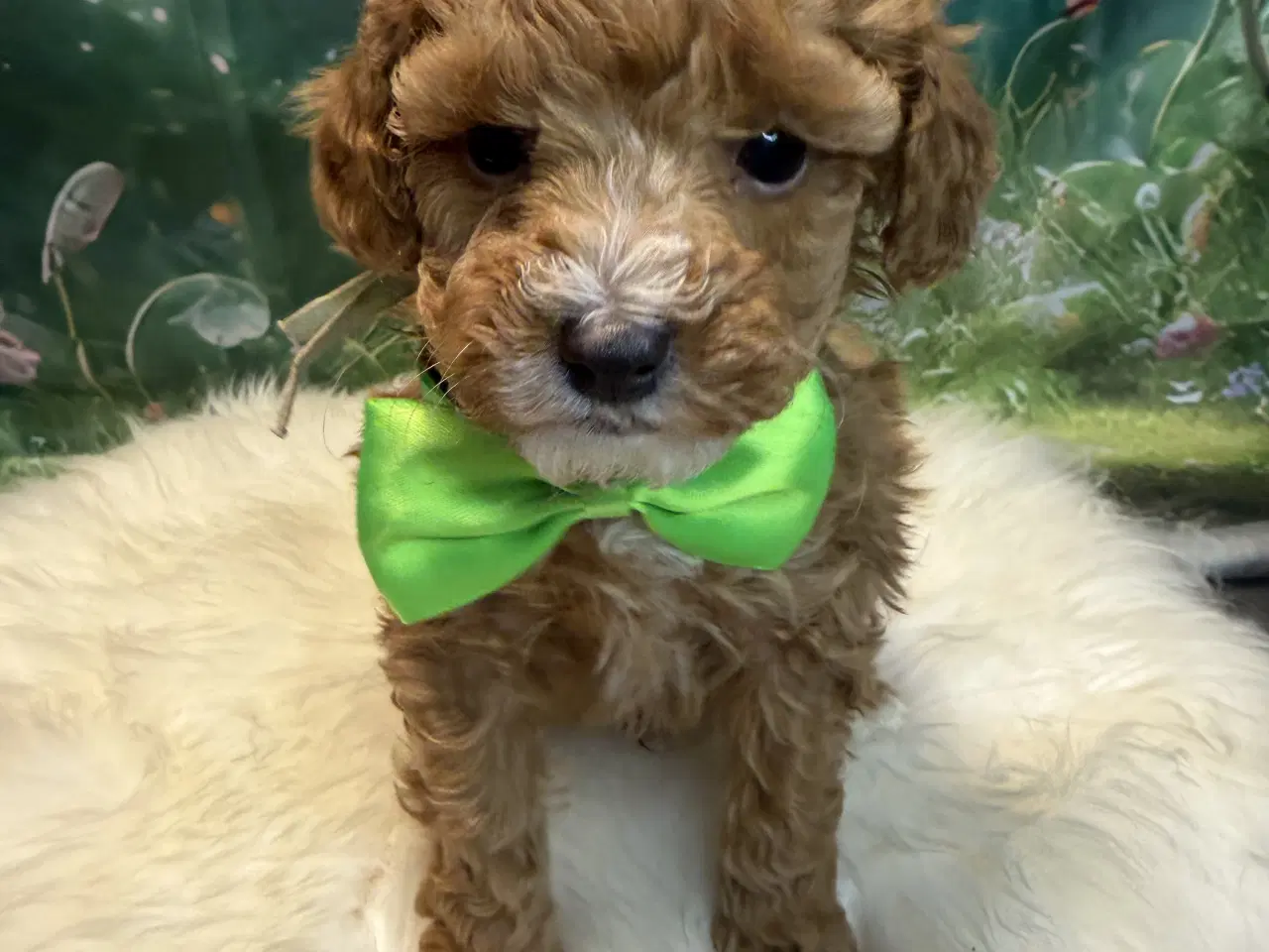 Billede 11 - 🐾✨ Skønne Maltipoo hvalpe klar juni !