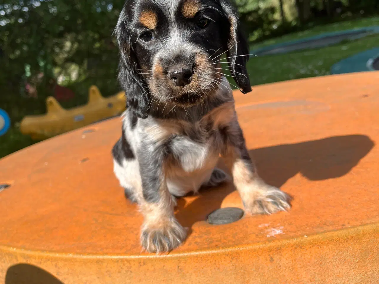 Billede 1 - Cocker spaniel 
