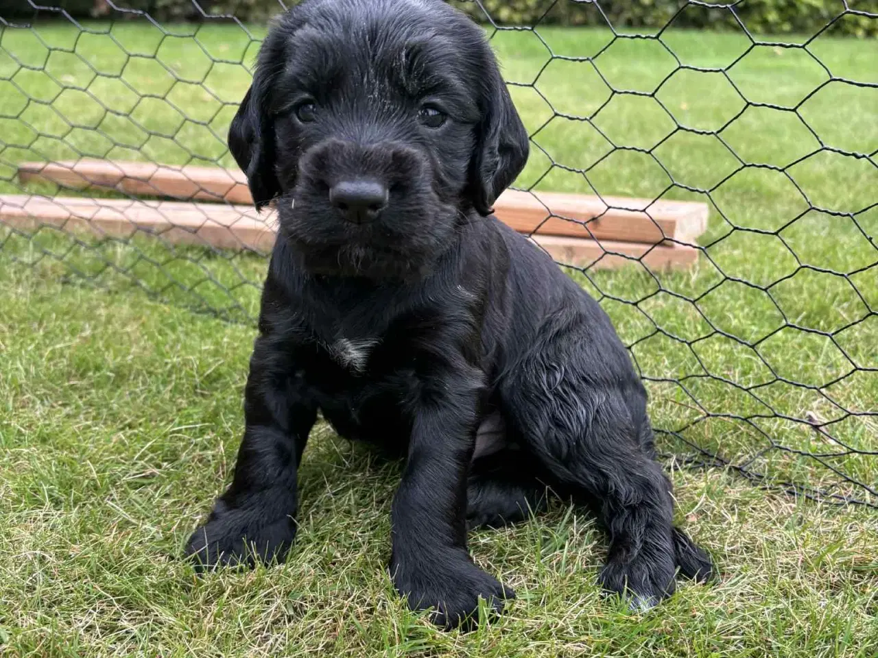 Billede 2 - Ft. Cockerspaniel hvalp 