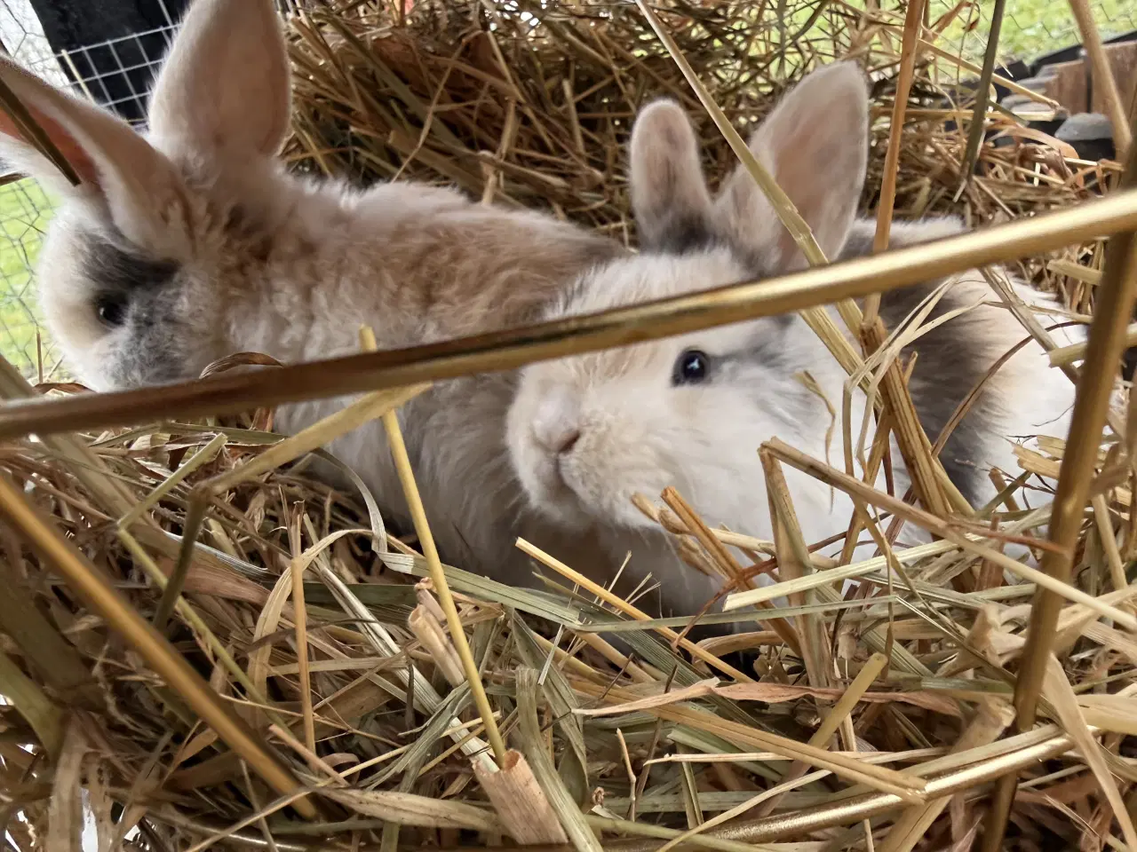 Billede 2 - Mini Lop kaninunger