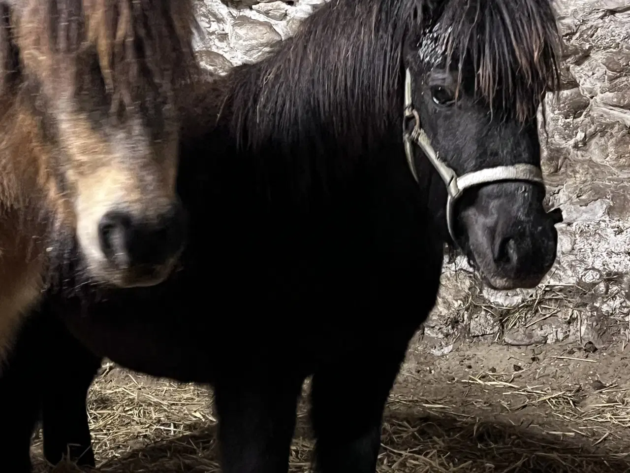 Billede 9 - Hingste føl