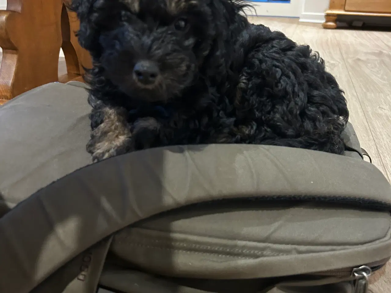 Billede 3 - ✨ Cavapoo F1b hvalp – klar til julehygge 🎁