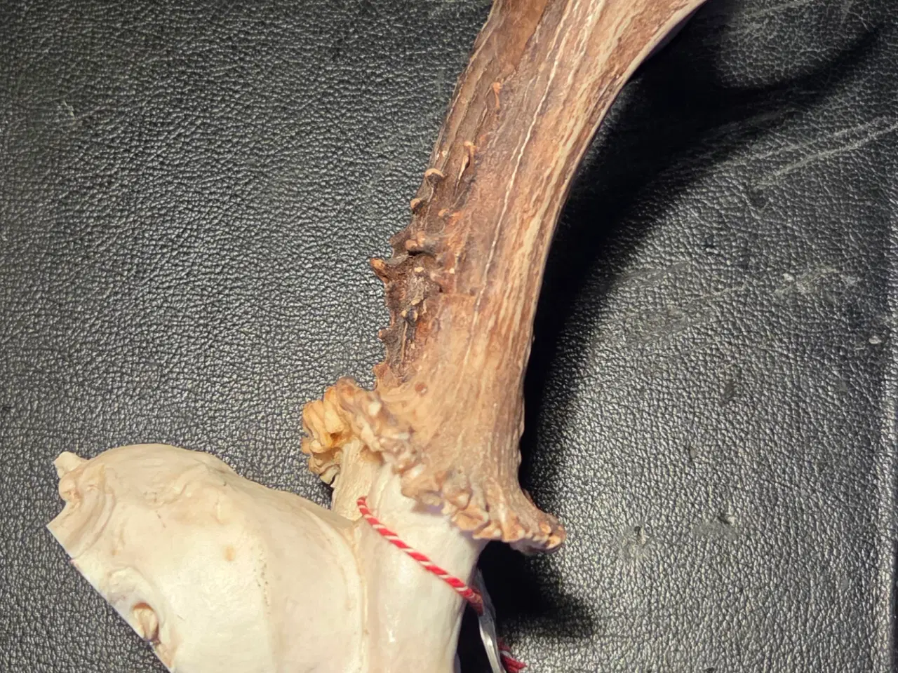 Billede 2 - Bukkeopsats med emblem. 