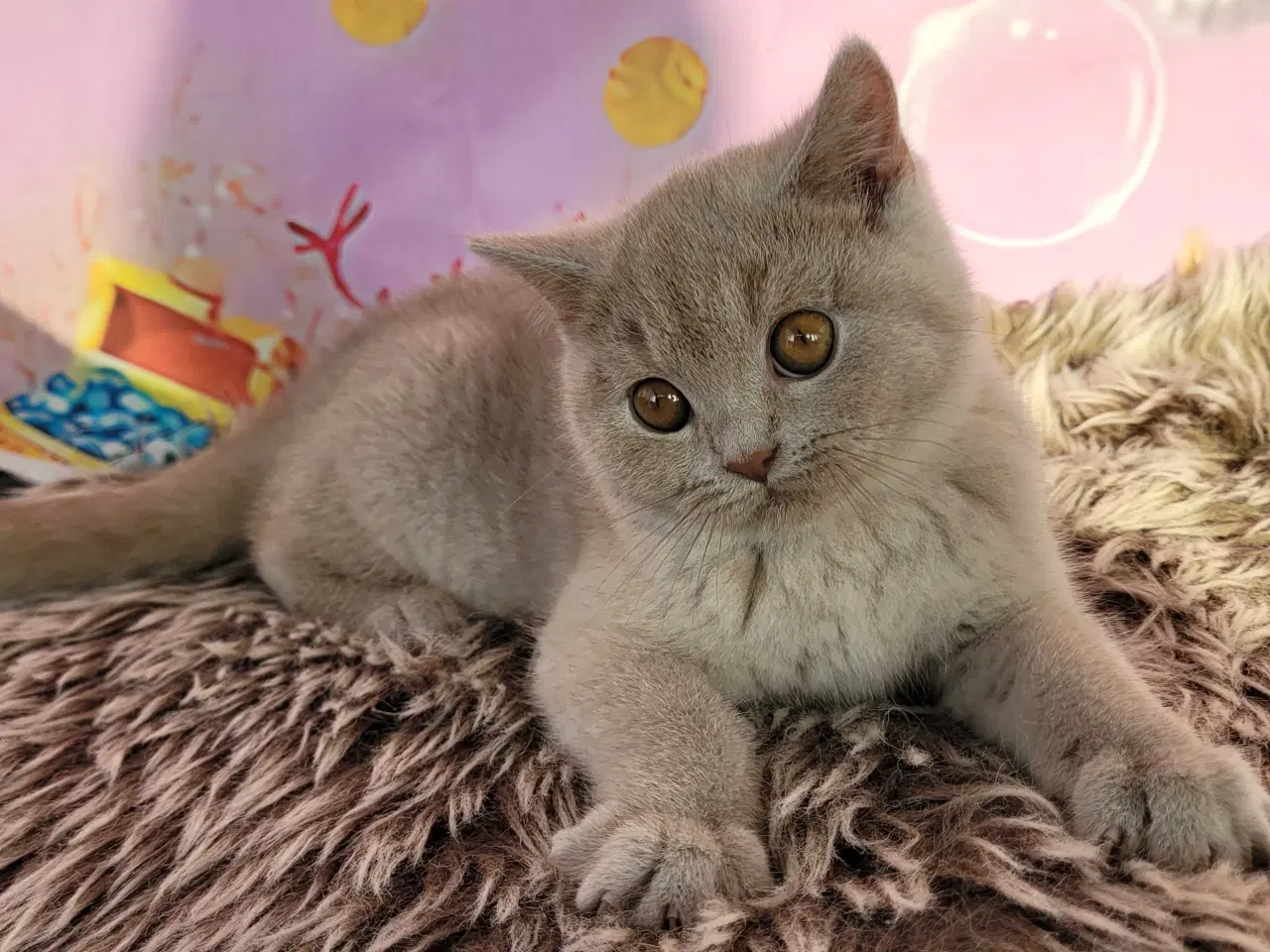 Billede 8 - Bsh hunkilling fawn