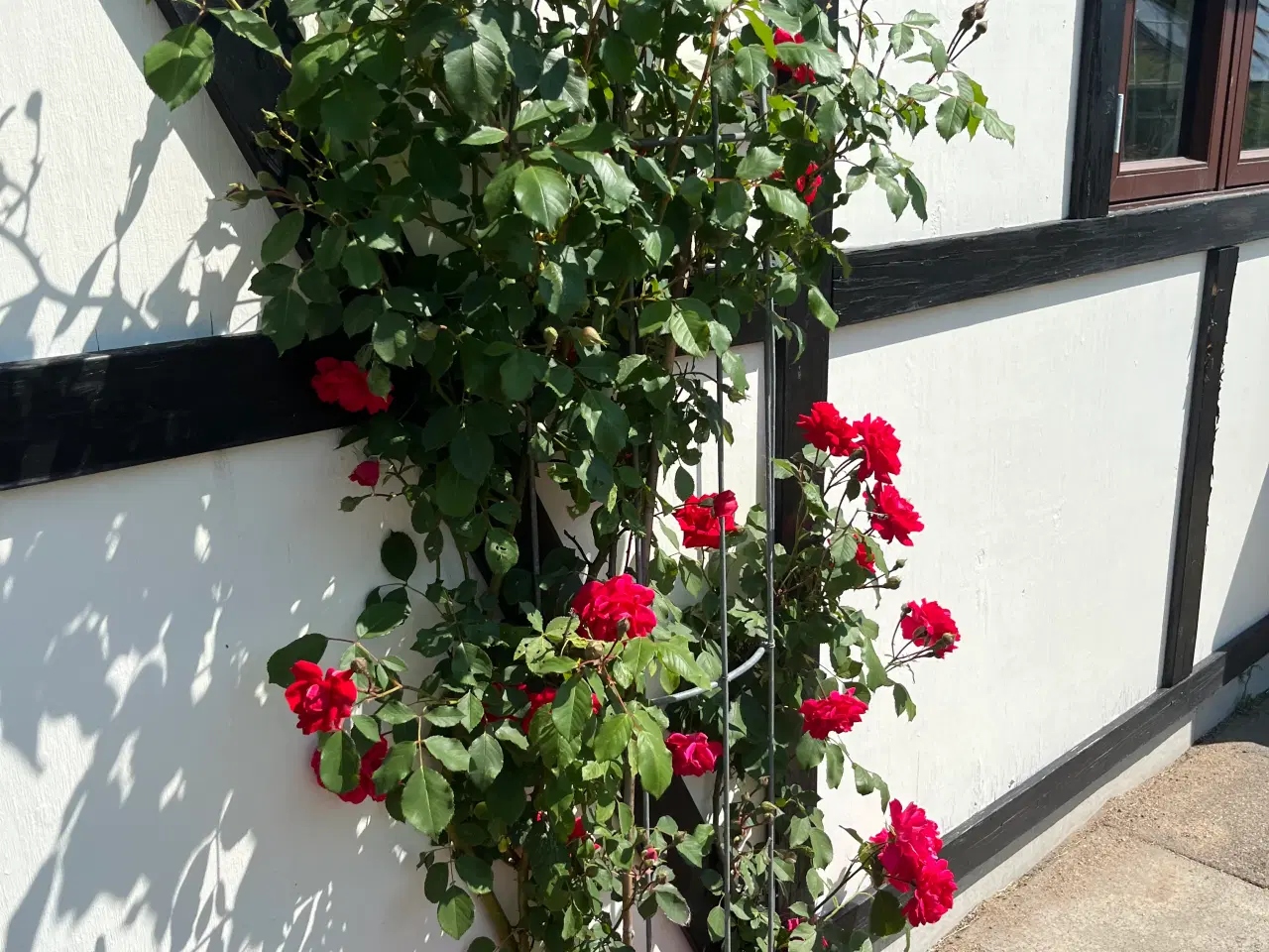 Billede 12 - 🌿 Kolonihave til salg i HF Granholt – Hadsten 🌿