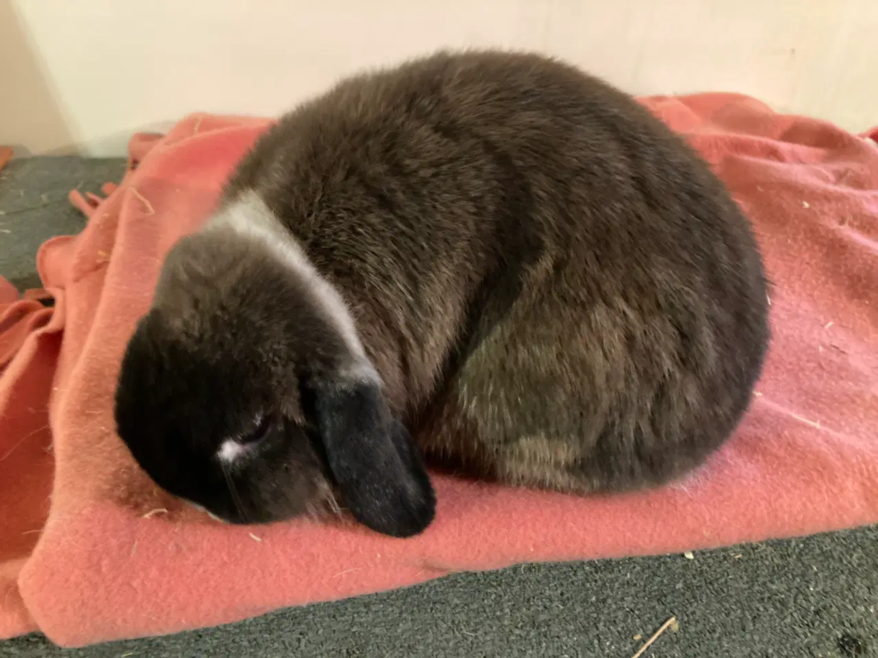 Billede 3 - KASTRERET Minilop dreng