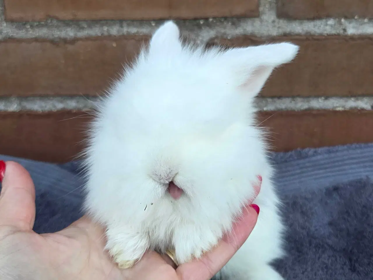 Billede 15 - Minilop / lionlop unger 