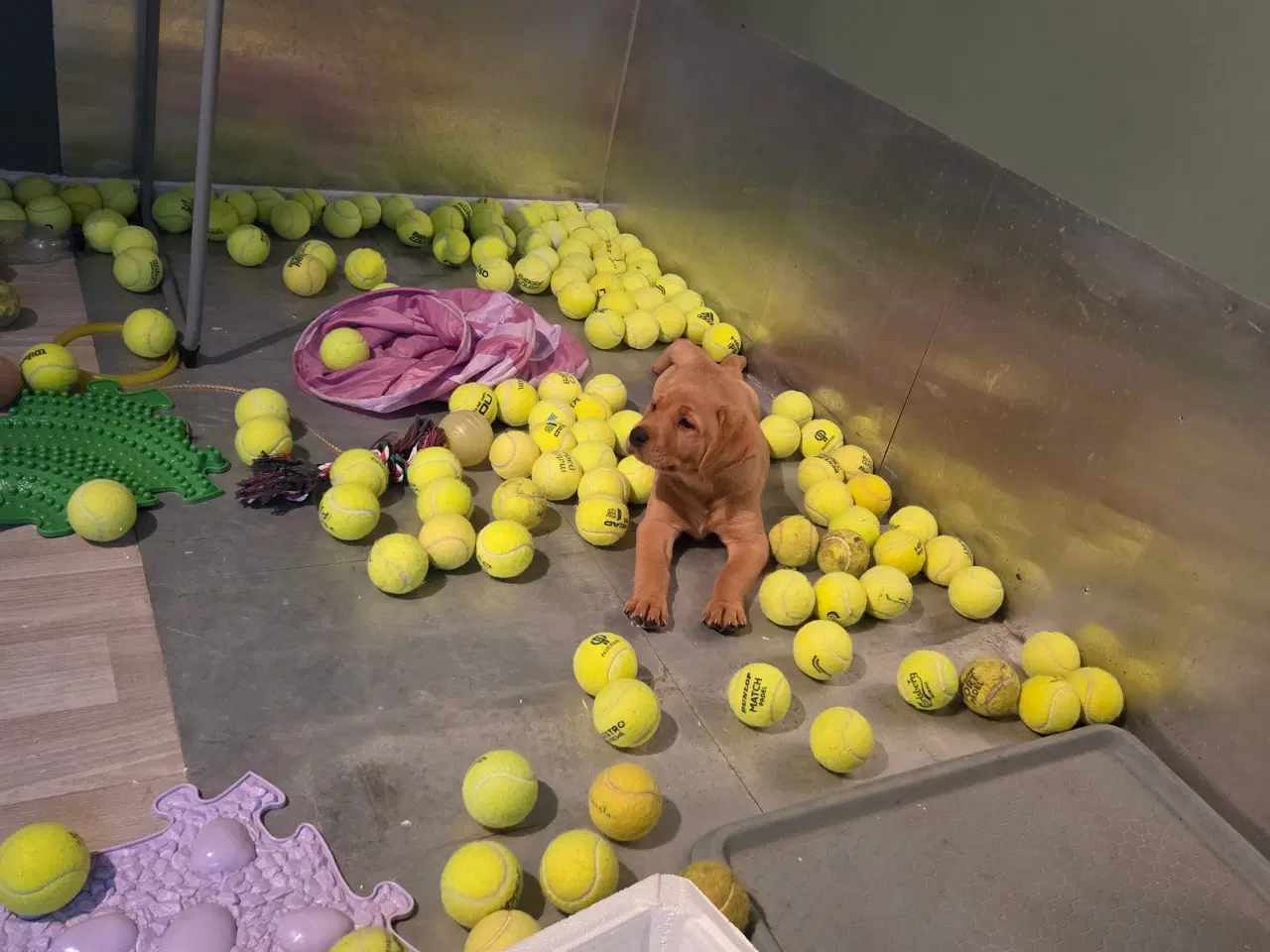 Billede 6 - Labrador retriver foxred