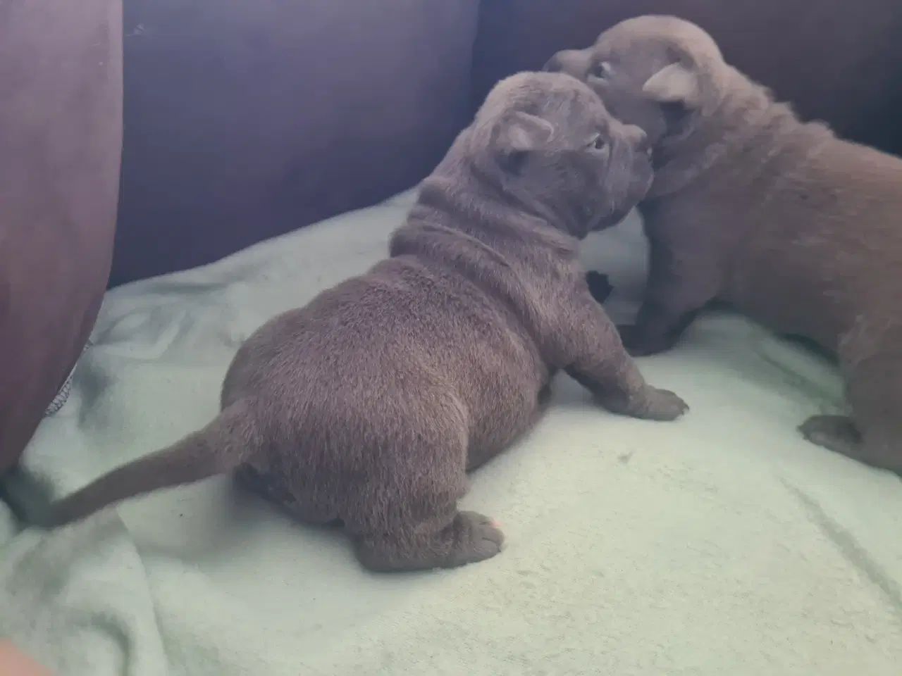 Billede 10 - American Bully Pocket - hvalpe 