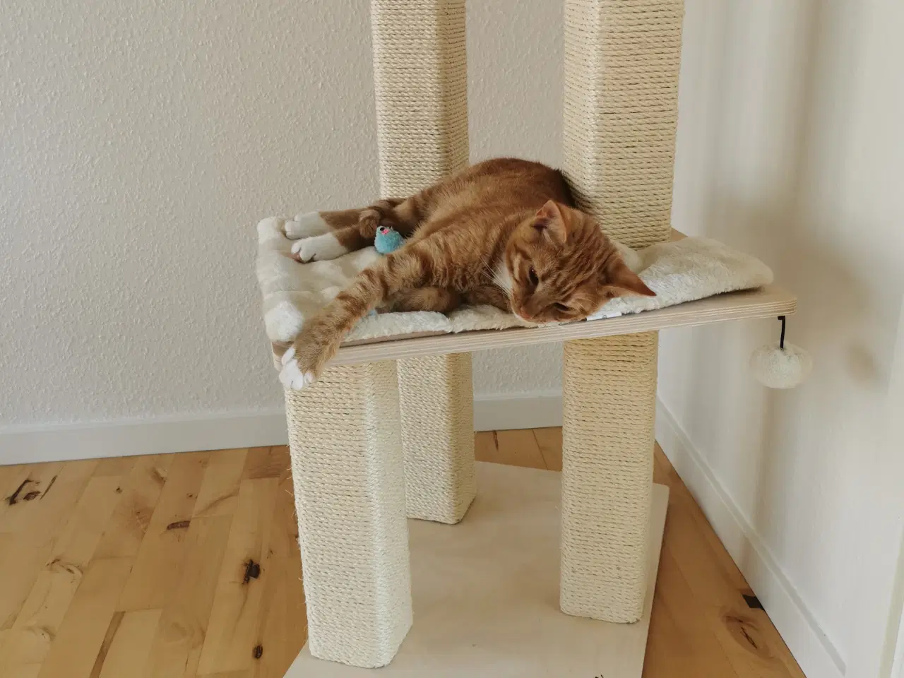 Billede 5 - Kat på 5 mdr. søger nyt hjem