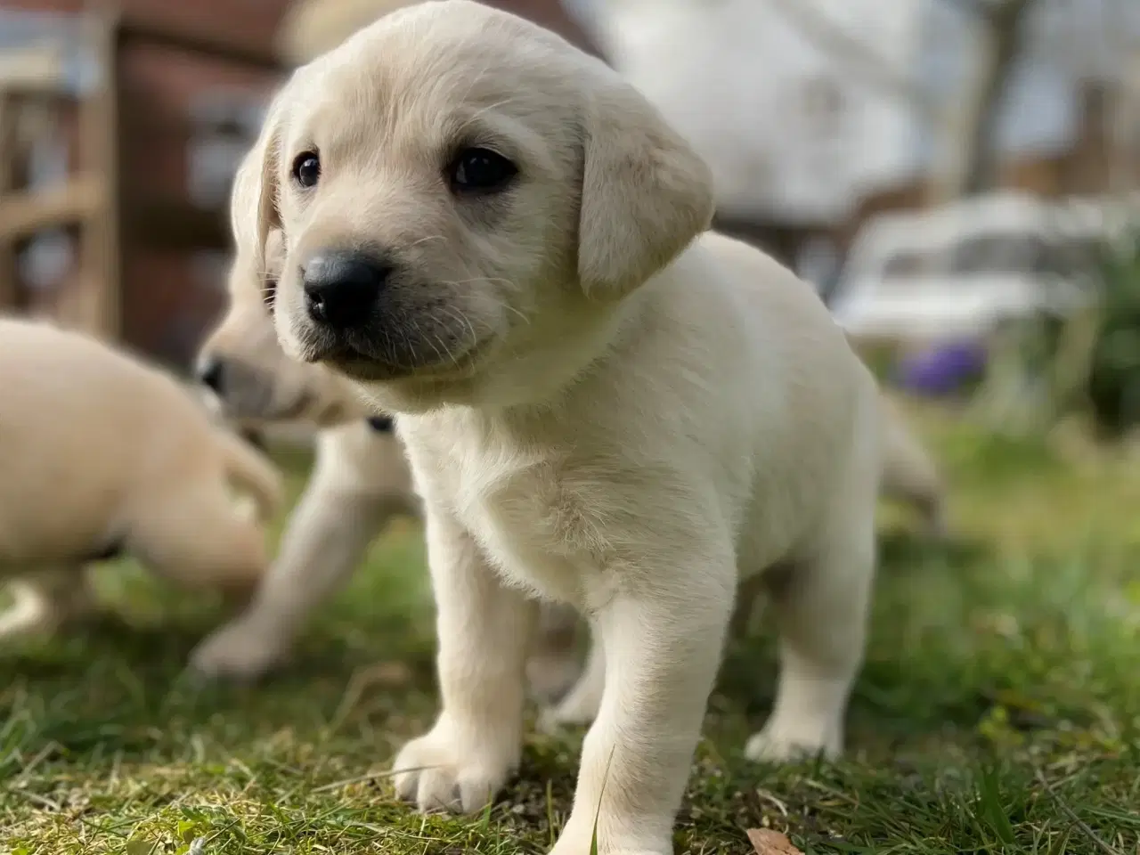 Billede 5 - Formel 1 labrador