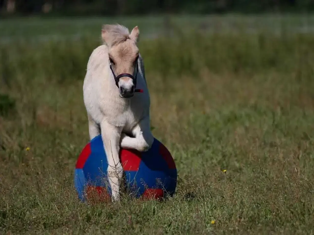 Billede 2 - Brunblakke Fjordhorse Stallion 2 years old