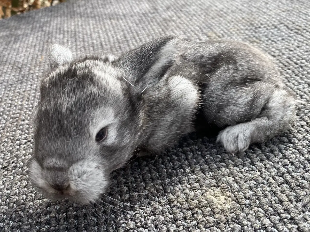 Billede 1 - FRANSK VÆDDER HAN CHINCHILLA