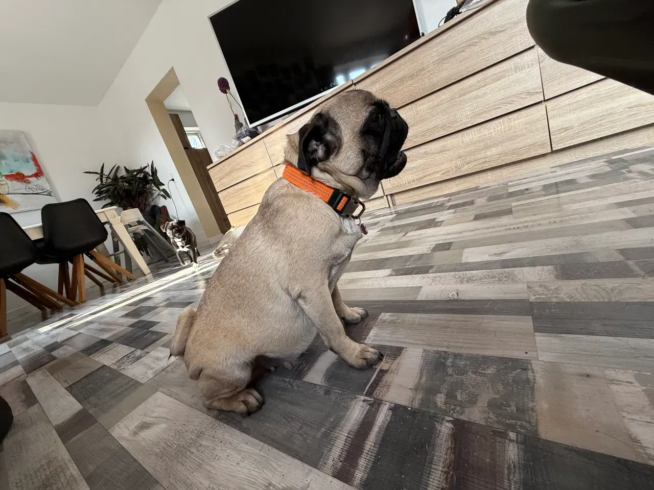 Billede 1 - Mops hvalpe