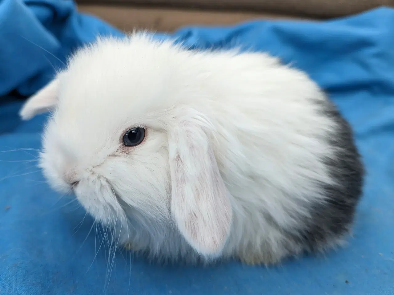 Billede 2 - Minilop kaninunge sælges