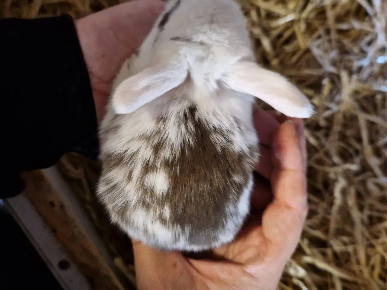 Billede 2 - Minilop unge dreng