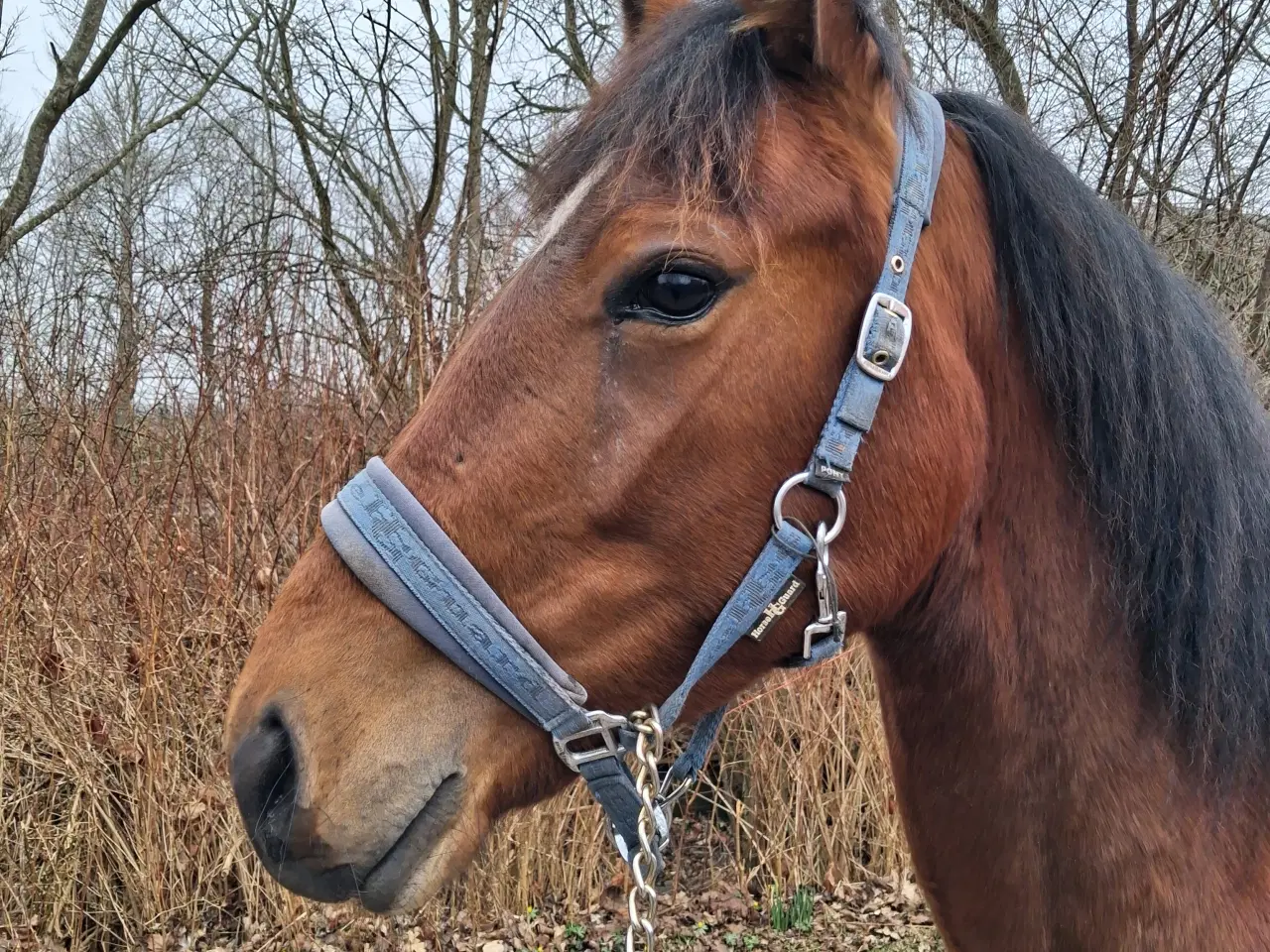Billede 4 - 2 års hoppe 