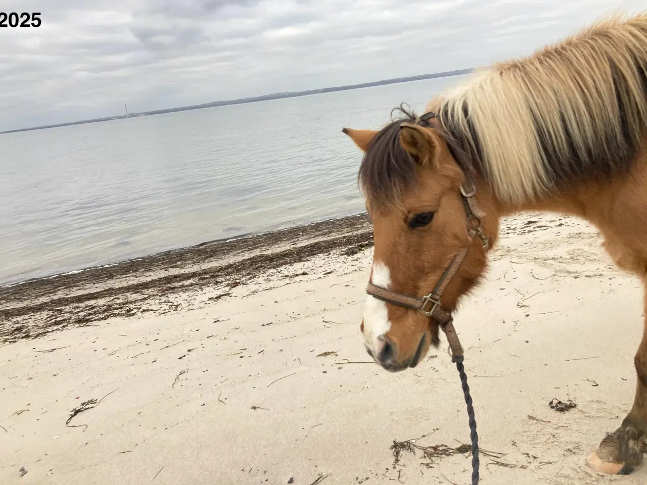 Billede 8 - Pinto/nordbakker blanding 