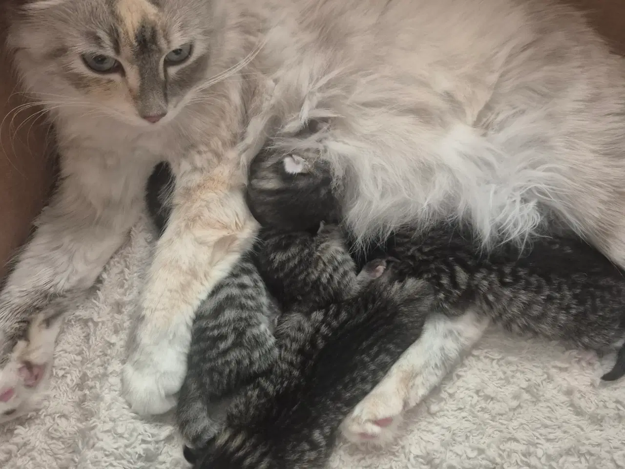 Billede 1 - Killinger - Ragdoll blanding