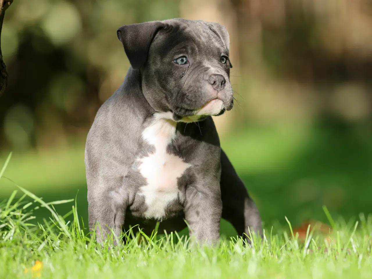 Billede 5 - American Bully