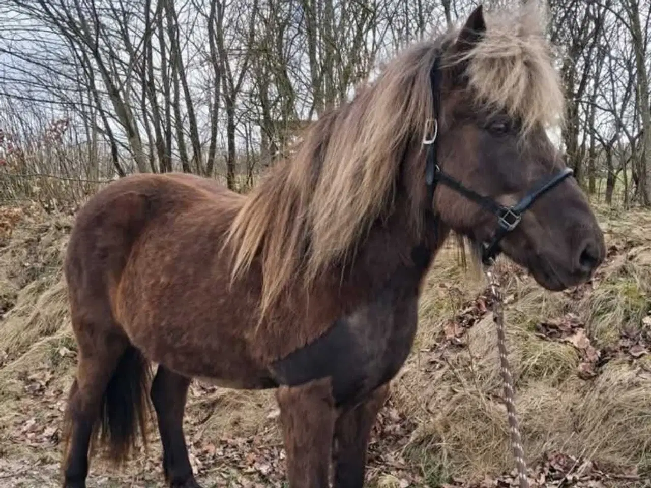 Billede 1 - STOR, SØD og SMUK islænderhoppe