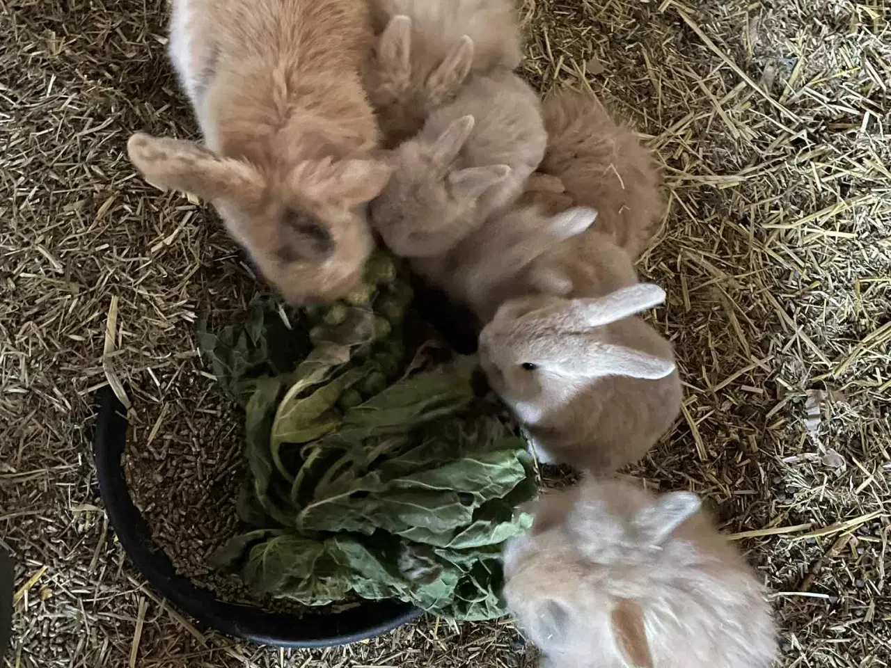 Billede 4 - Kanin unger sælges