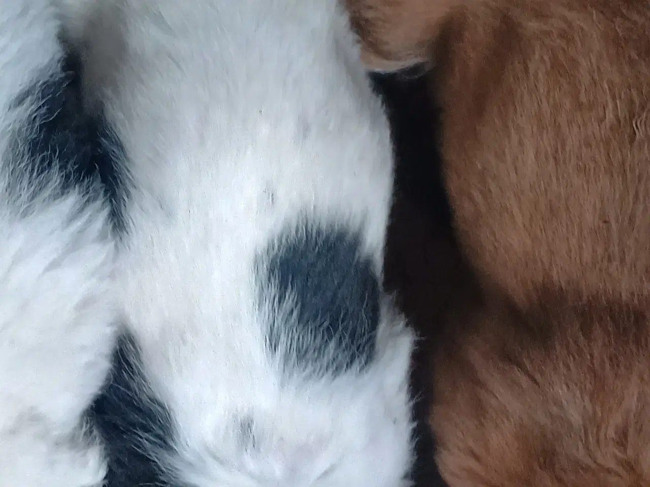 Billede 7 - Berner Sennen/Cocker Spaniel/Isl. Fårehund 